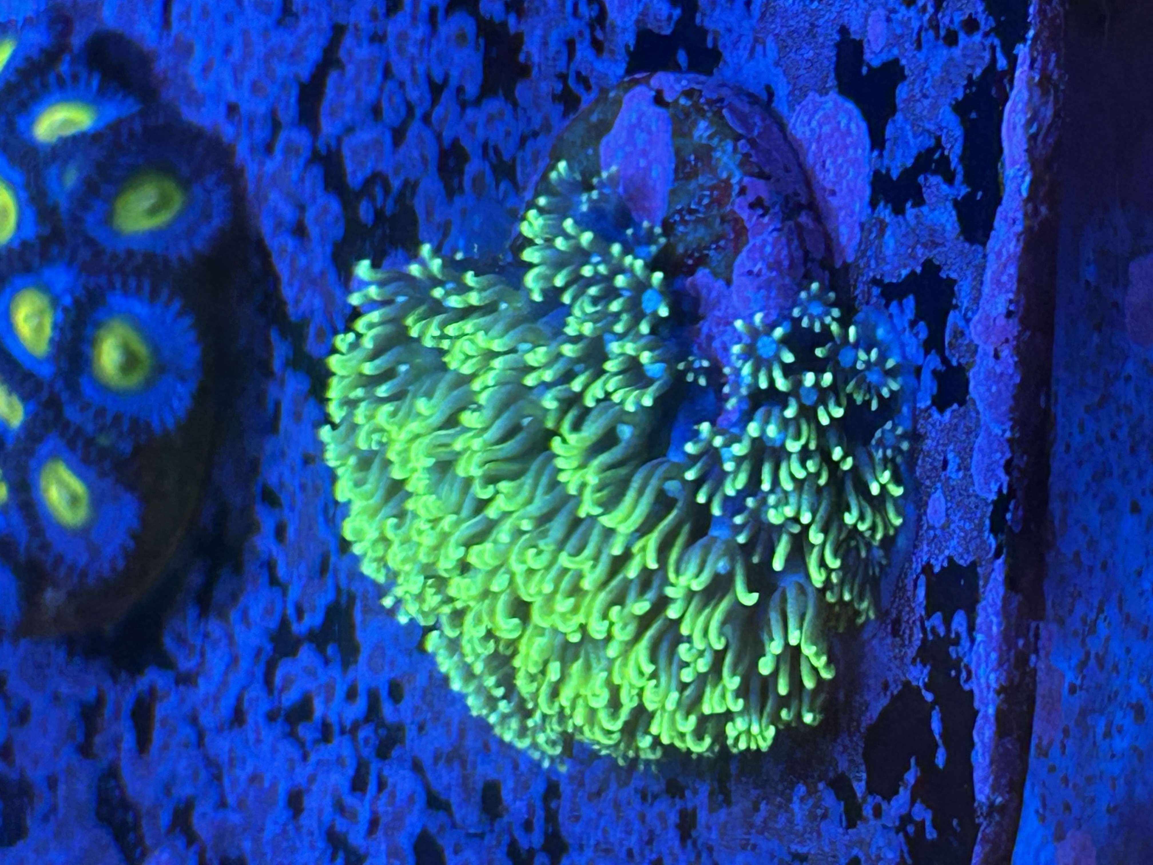 Toxic Green Star Polyp aquacultured coral from OuterReef Aquaculture