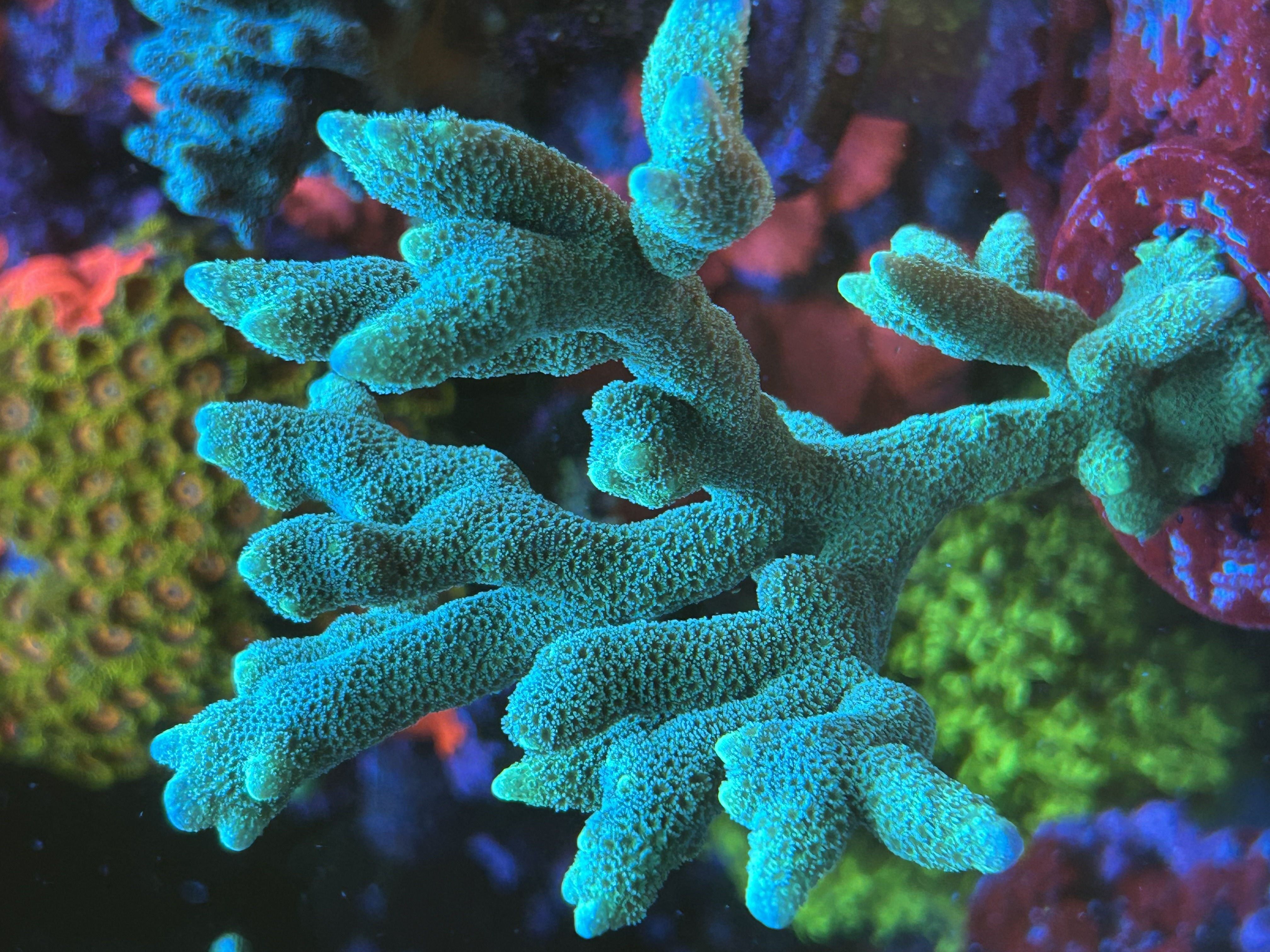 Green Montipora Digitata aquacultured coral from OuterReef Aquaculture