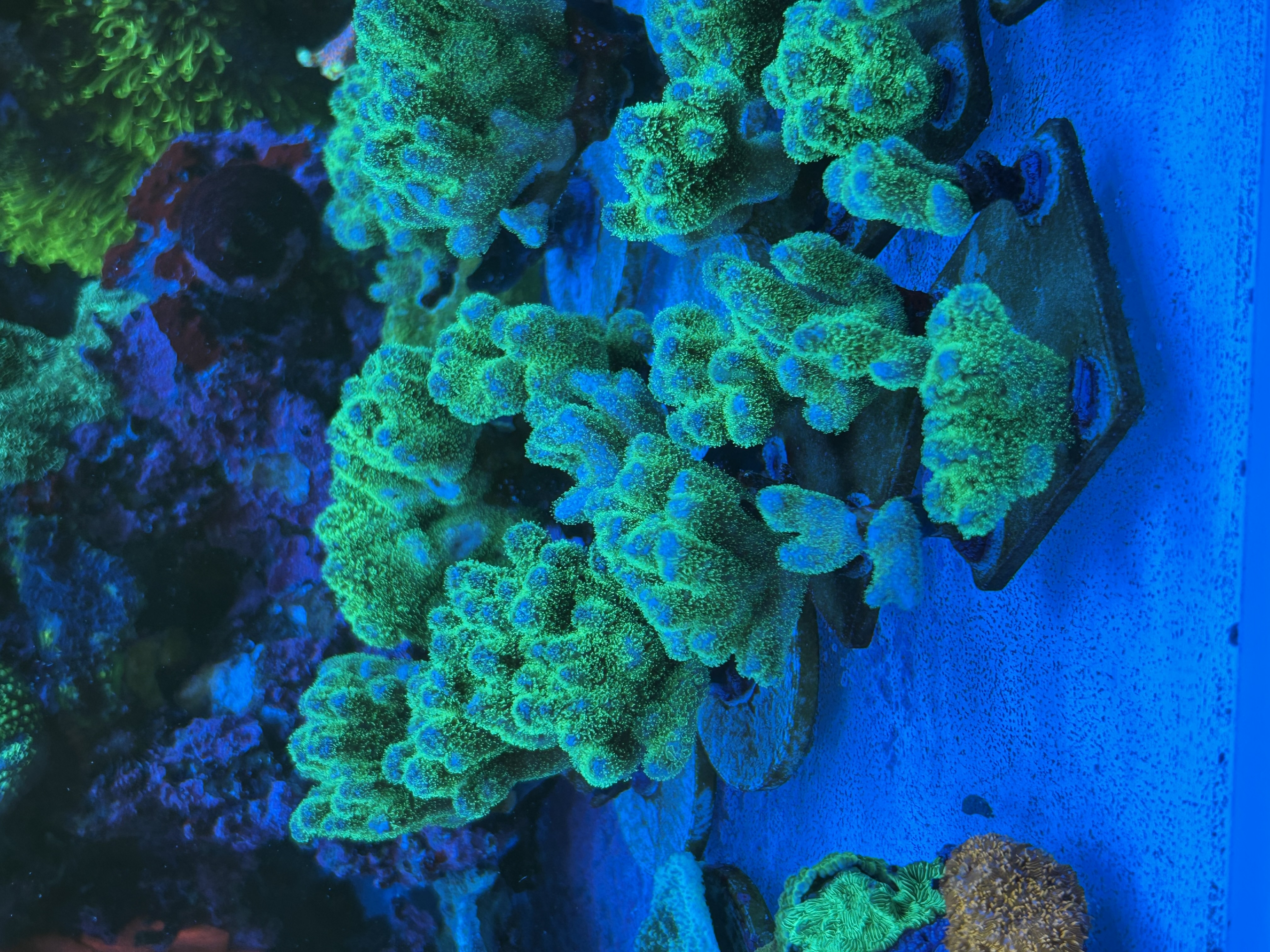 Toxic Green Pocillapora aquacultured coral from OuterReef Aquaculture
