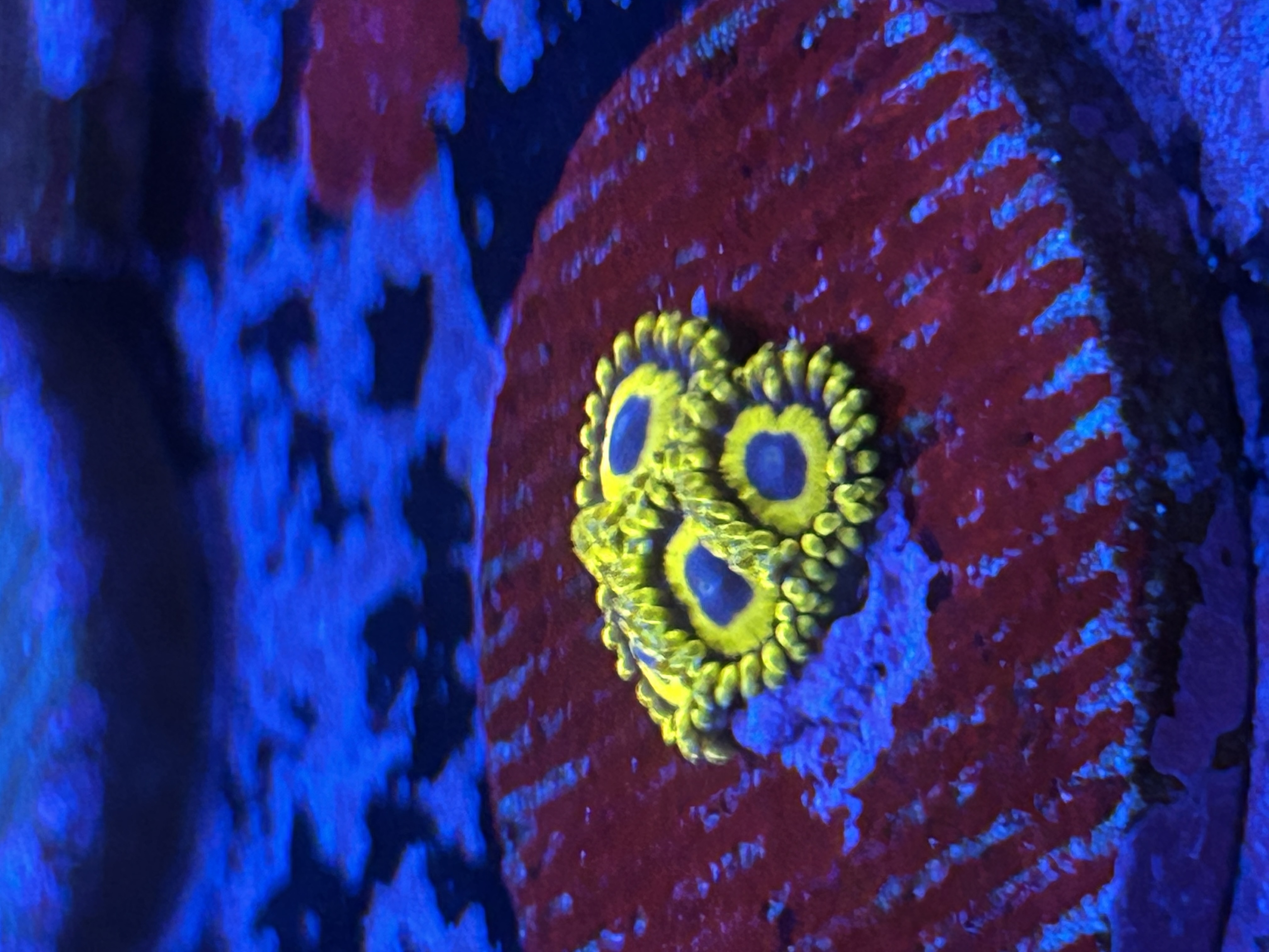 LA Lakers Zoanthids aquacultured coral from OuterReef Aquaculture