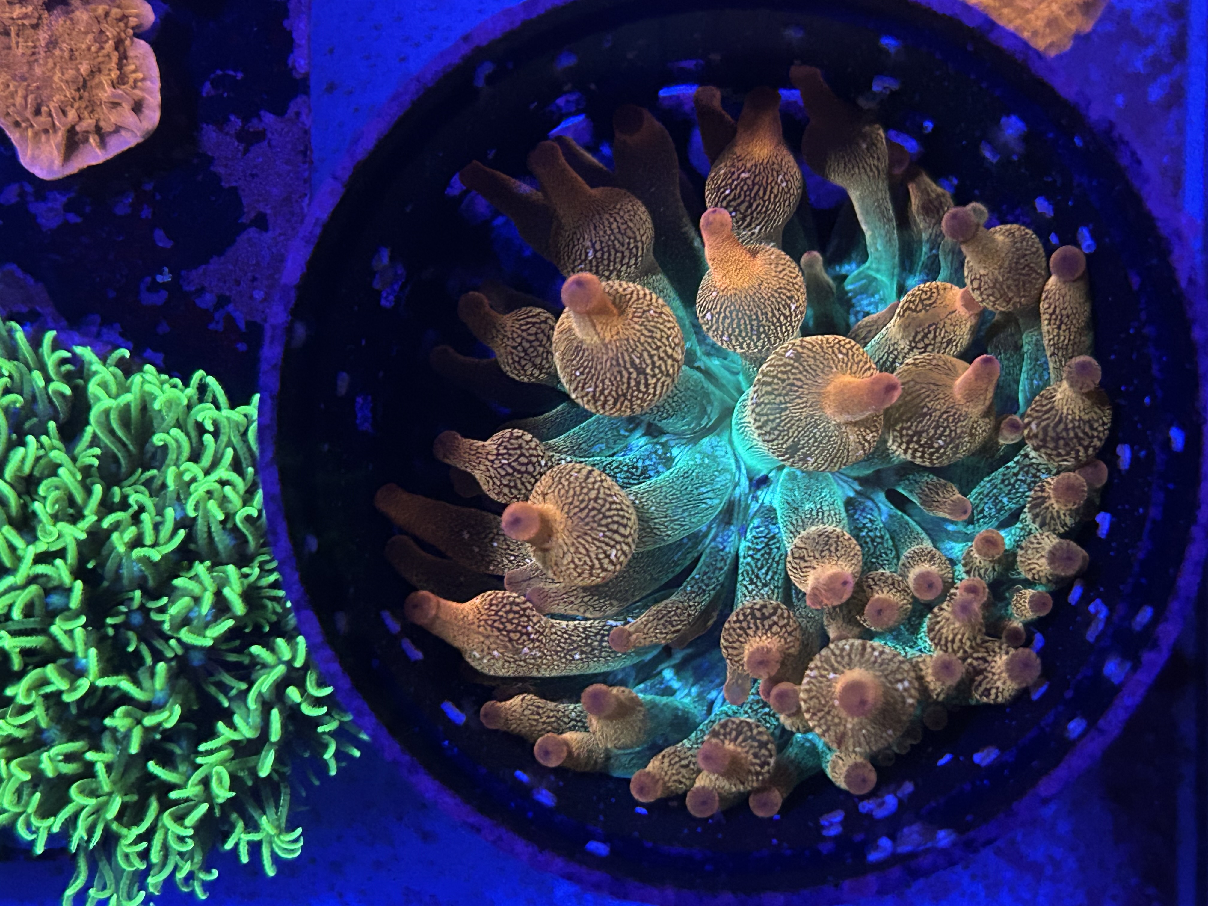 Forest Fire Bubble Tip Anemone aquacultured coral from OuterReef Aquaculture