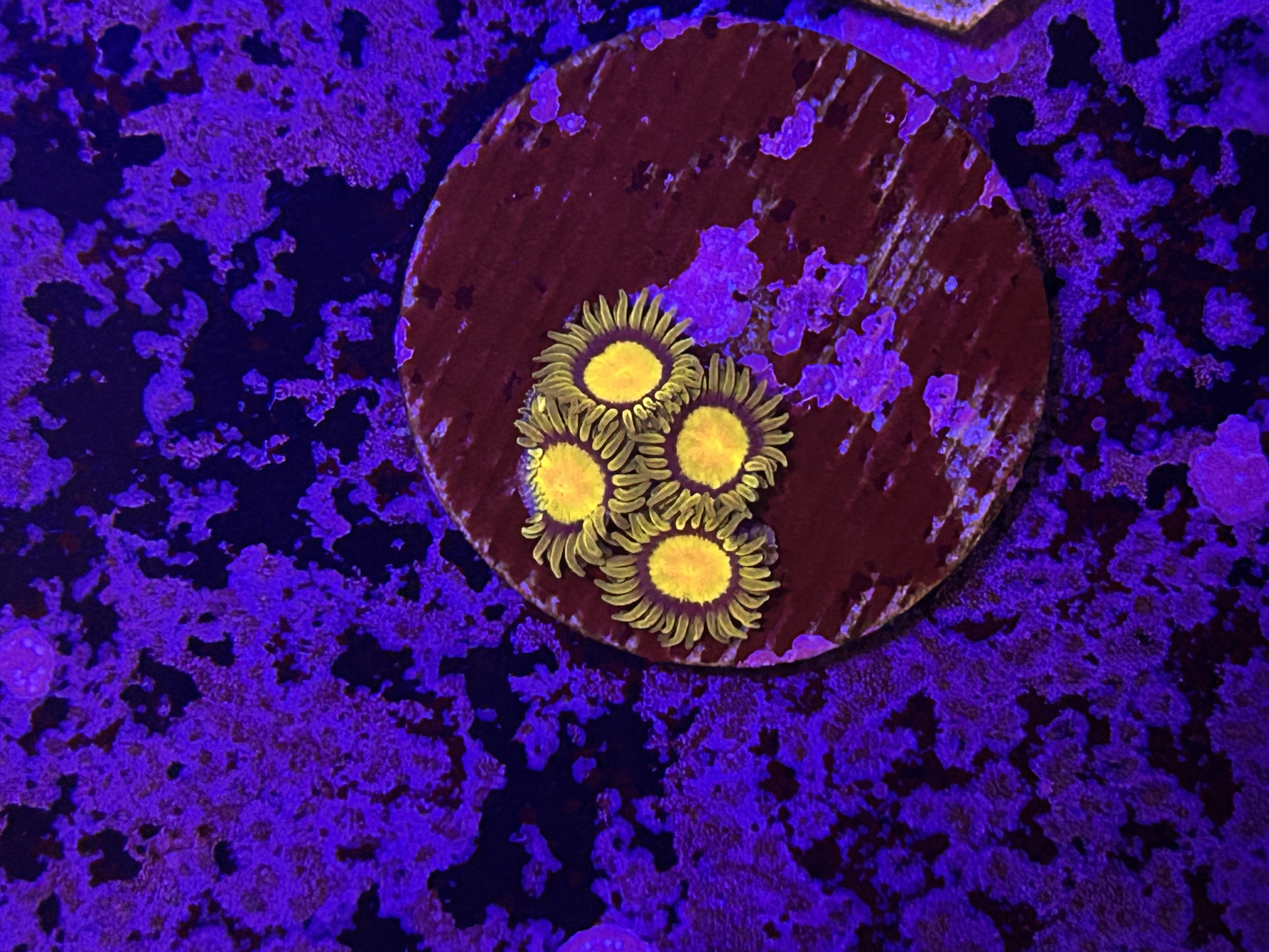 Tutti Fruiti Zoanthid aquacultured coral from OuterReef Aquaculture