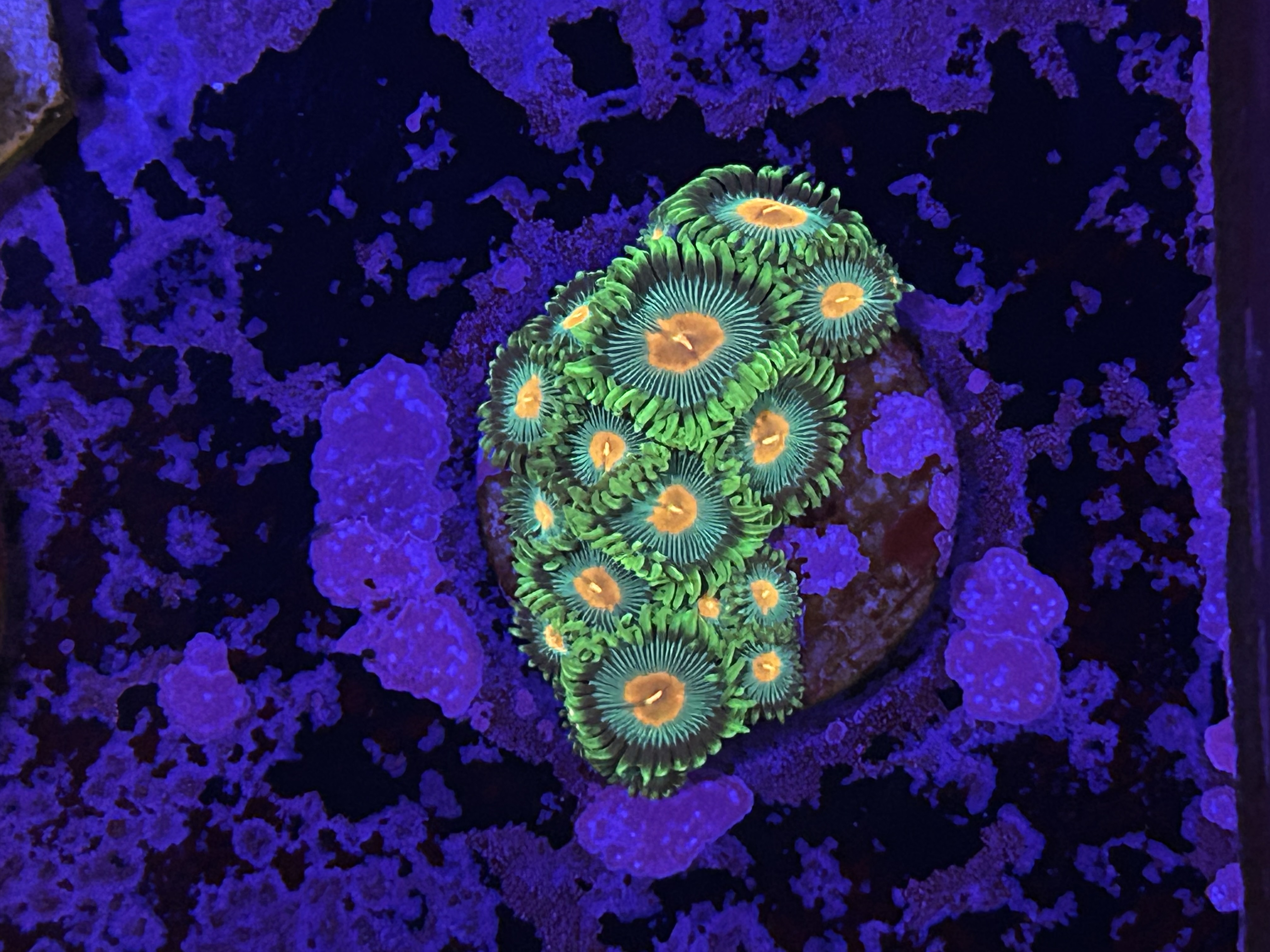 Radioactive Campfire Zoanthid aquacultured coral from OuterReef Aquaculture