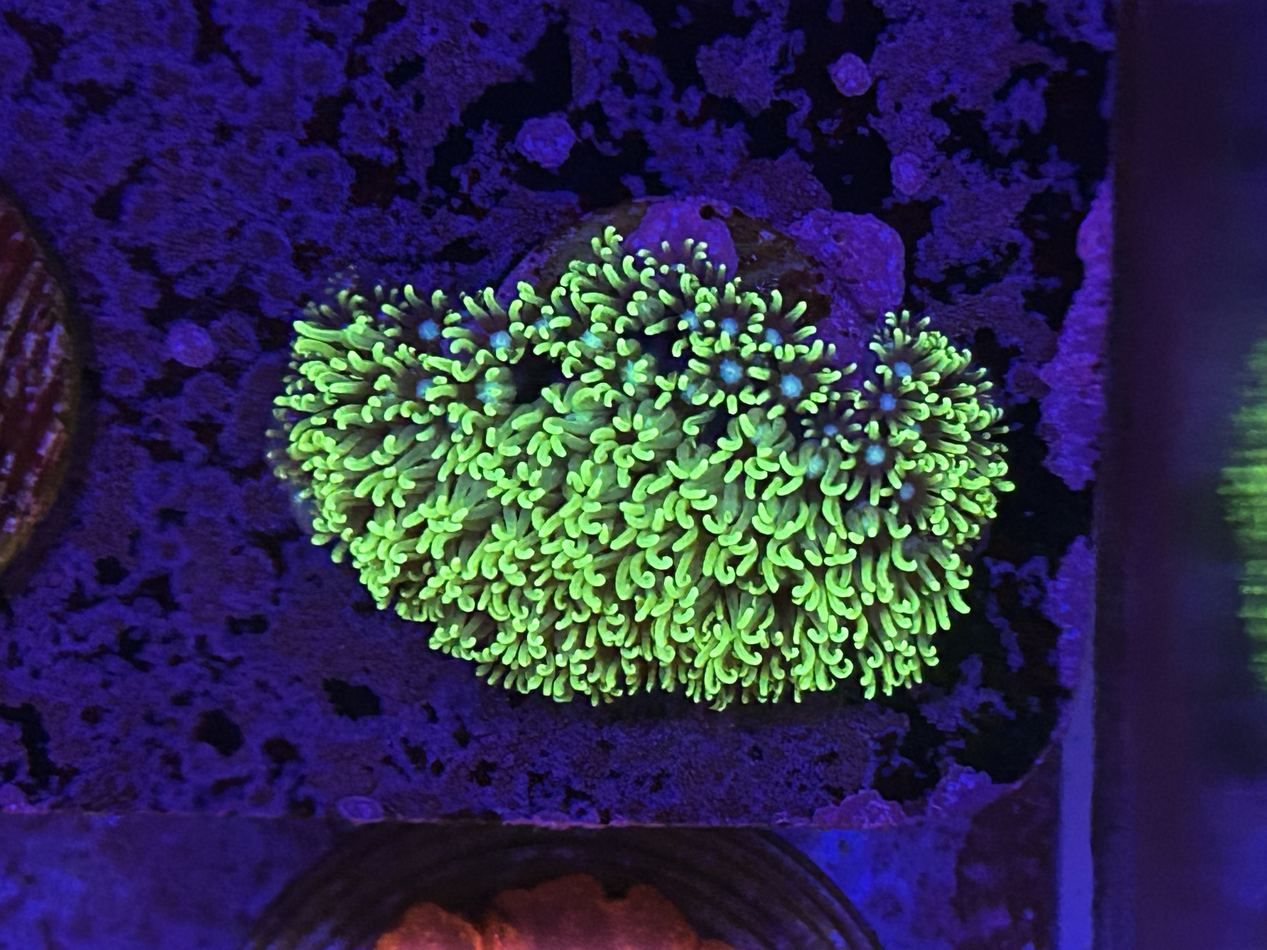 Toxic Green Star Polyp aquacultured coral from OuterReef Aquaculture