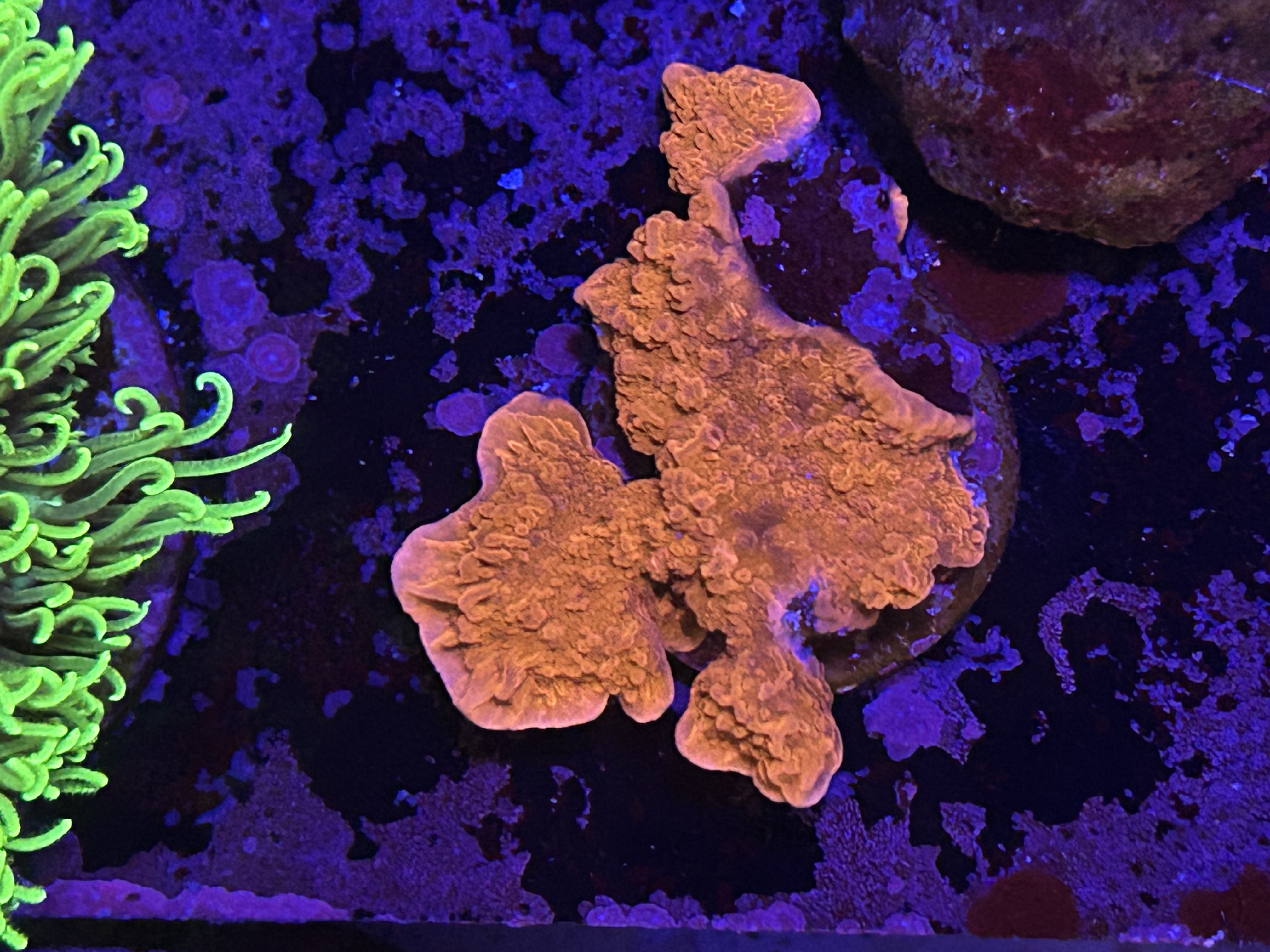 Red Scrolling Montipora aquacultured coral from OuterReef Aquaculture