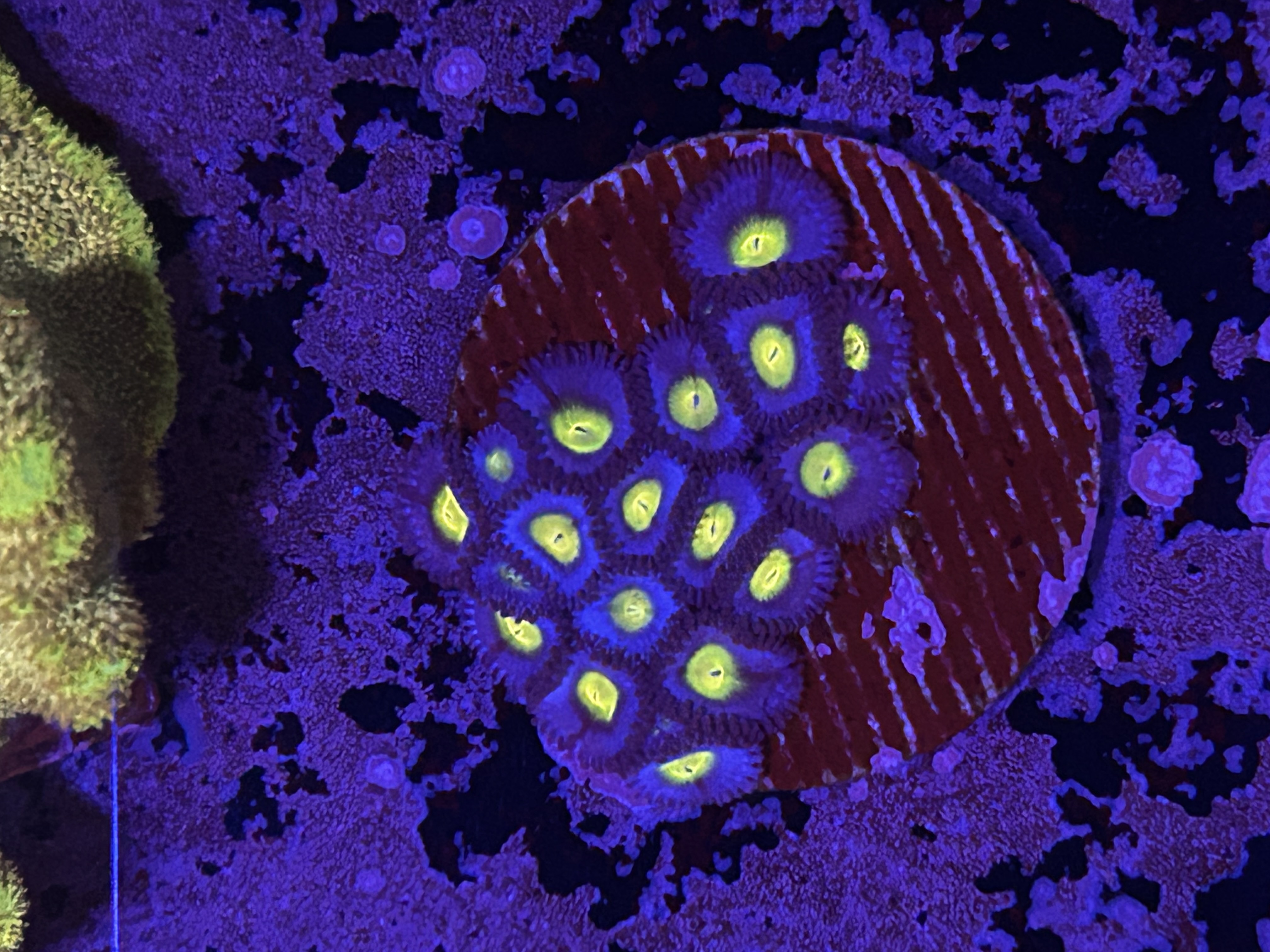 AOI Zoanthids aquacultured coral from OuterReef Aquaculture