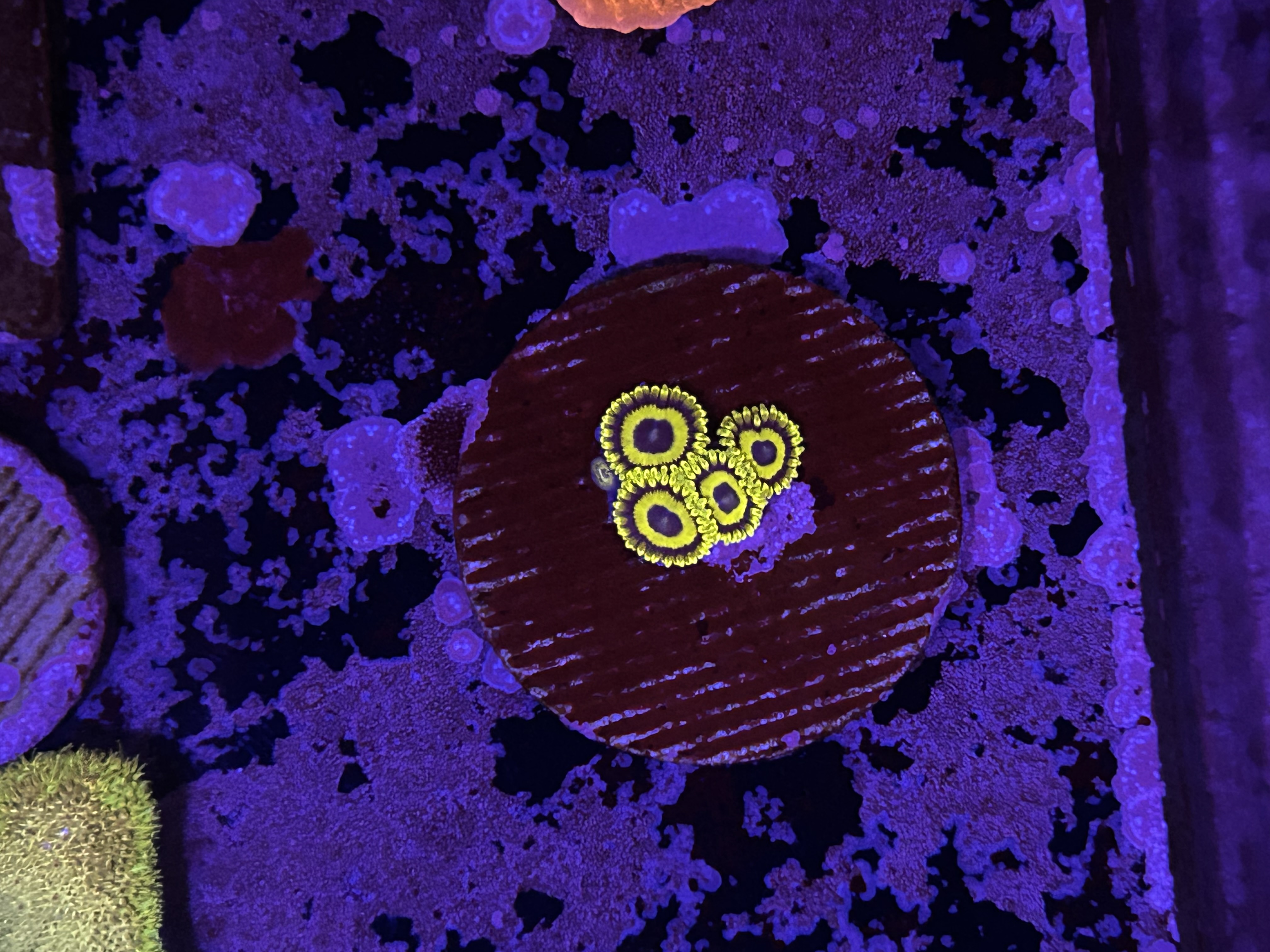 LA Lakers Zoanthids aquacultured coral from OuterReef Aquaculture