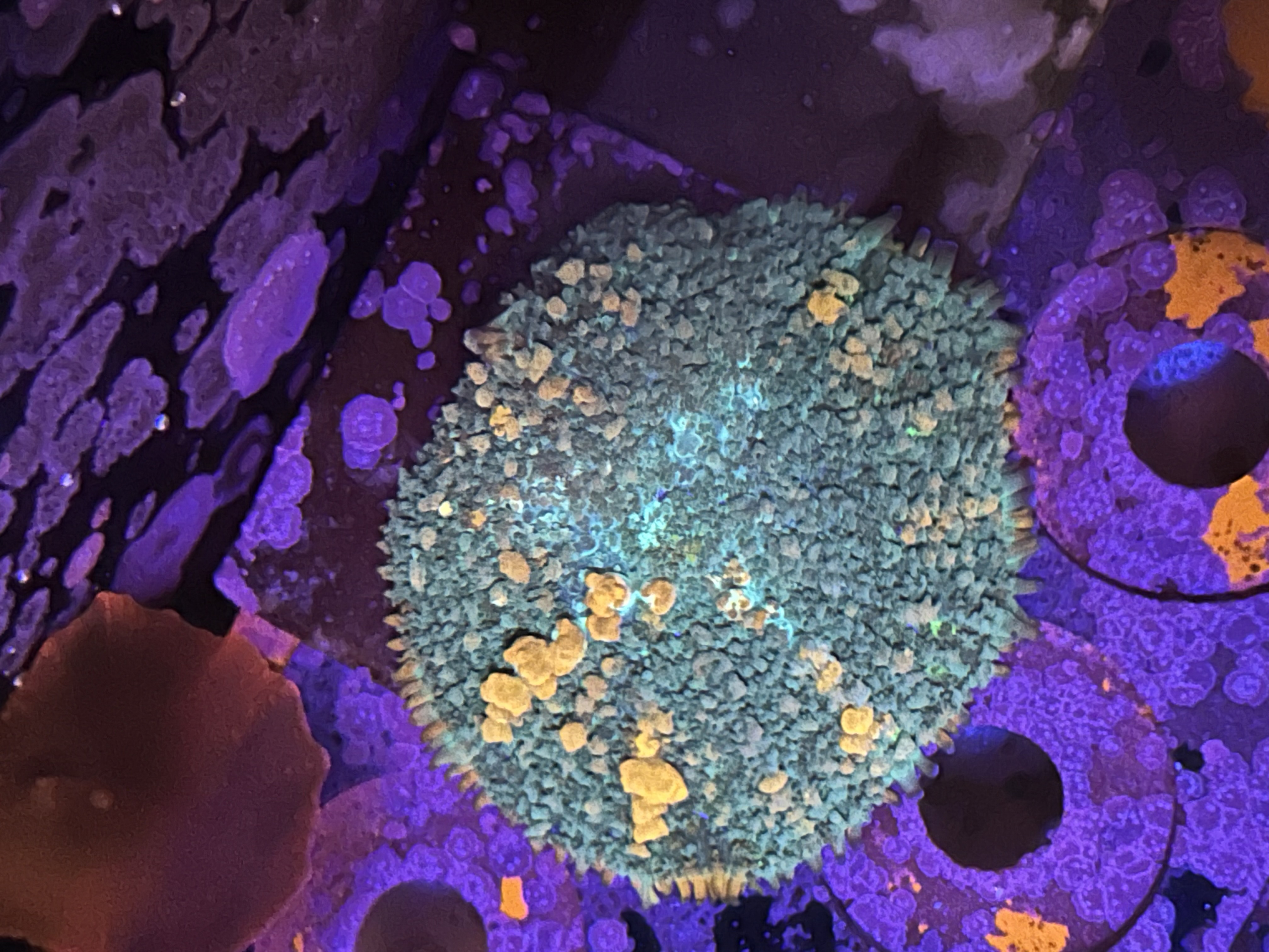 Sunkist Bounce Mushroom aquacultured coral from OuterReef Aquaculture