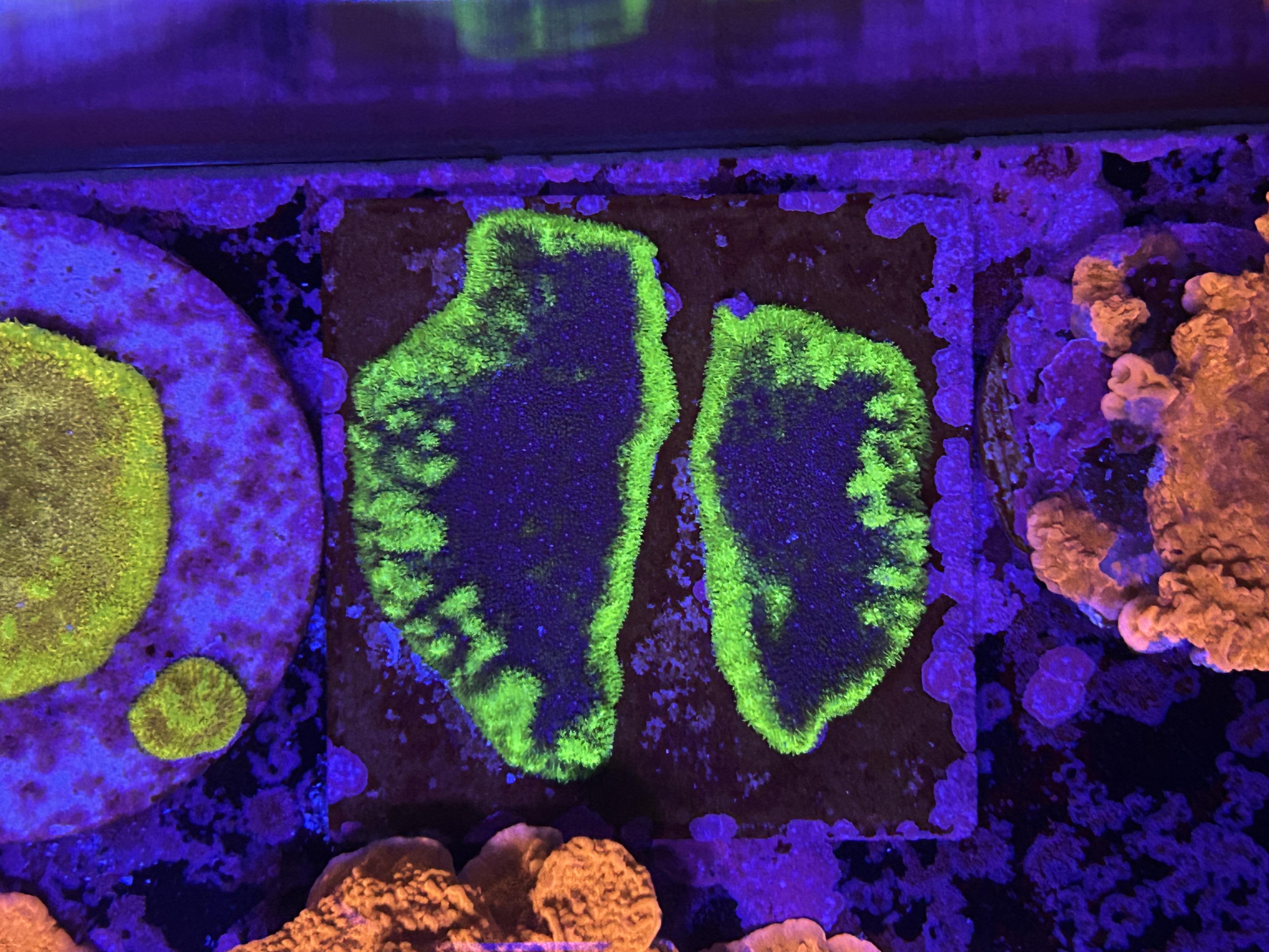 Monster Jam Psammocora aquacultured coral from OuterReef Aquaculture