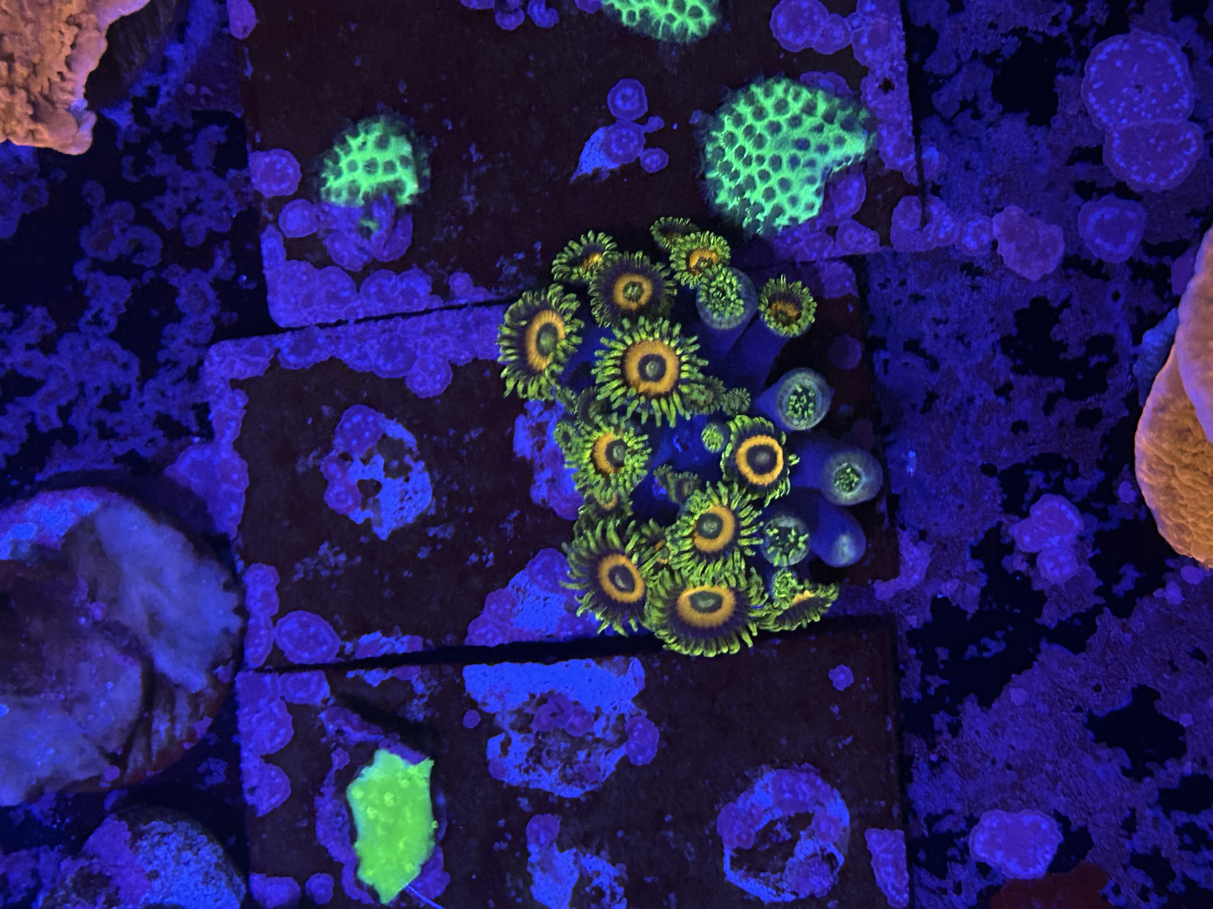 Eagle Eyes Zoanthids aquacultured coral from OuterReef Aquaculture