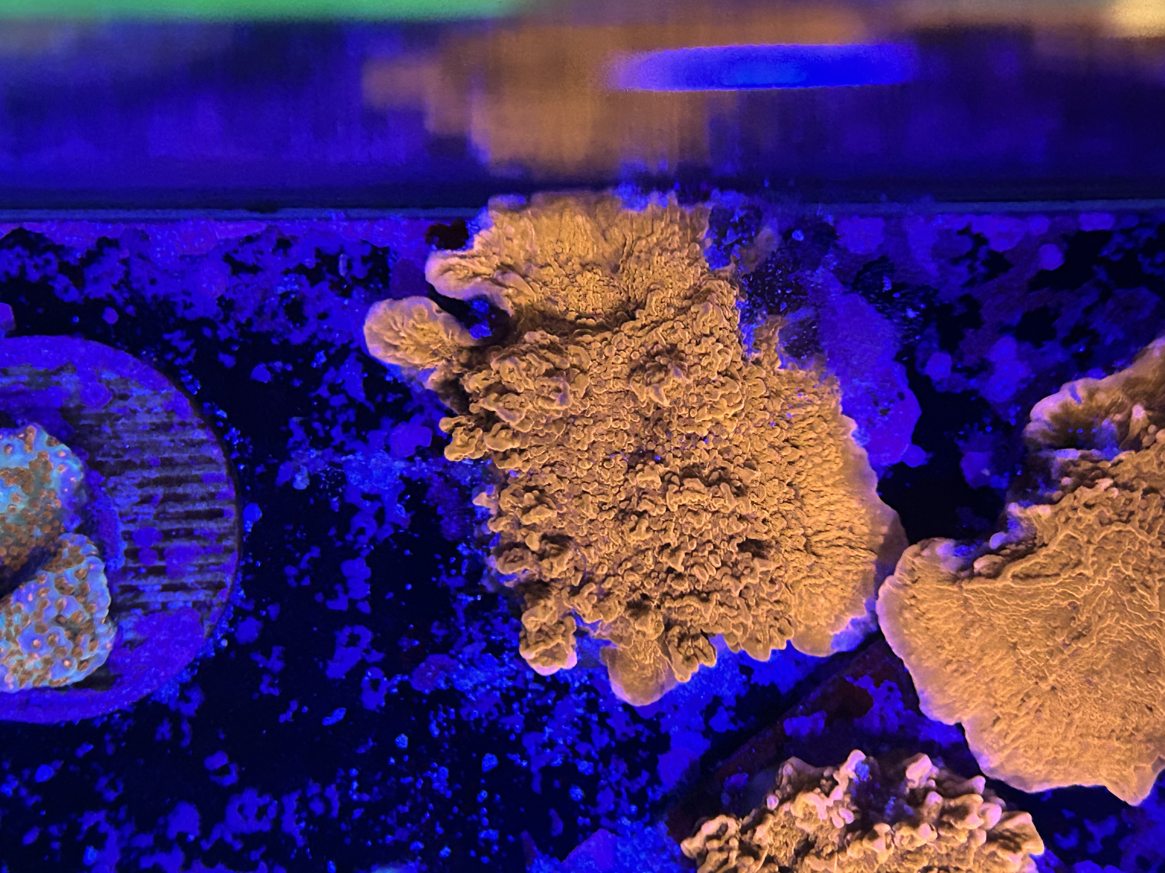 Red Scrolling Montipora aquacultured coral from OuterReef Aquaculture