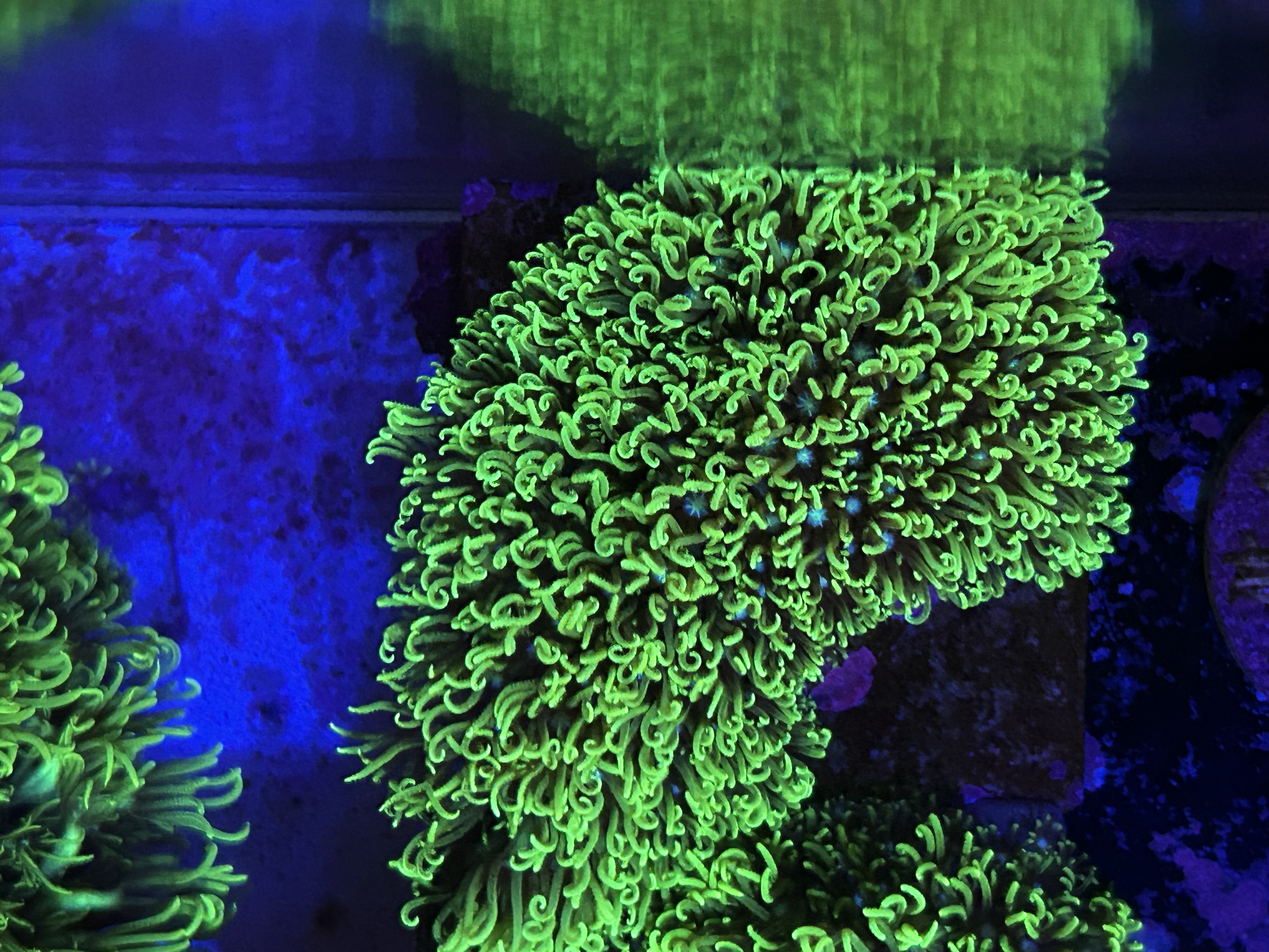 Toxic Green Star Polyp aquacultured coral from OuterReef Aquaculture