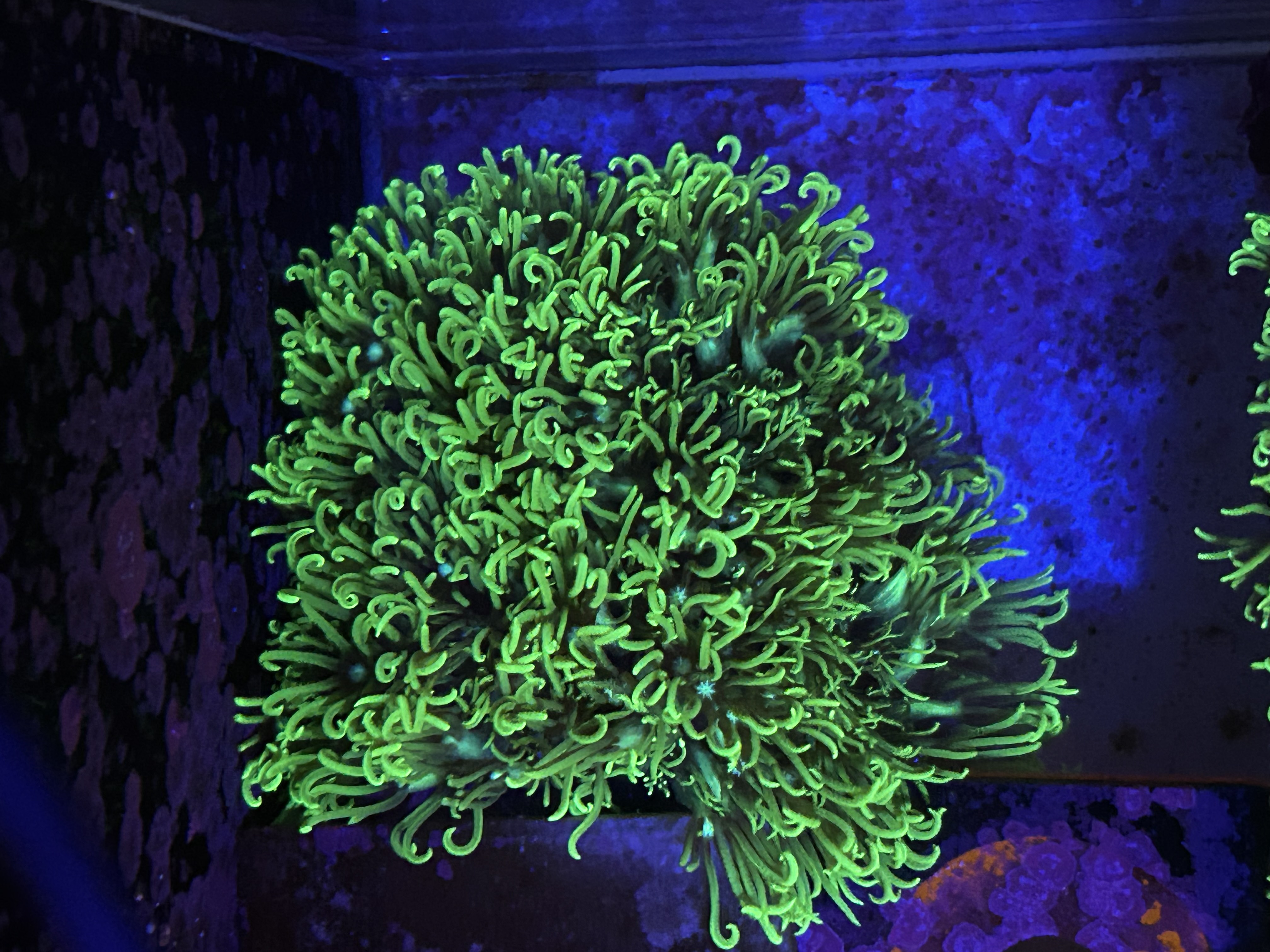Toxic Green Star Polyp aquacultured coral from OuterReef Aquaculture