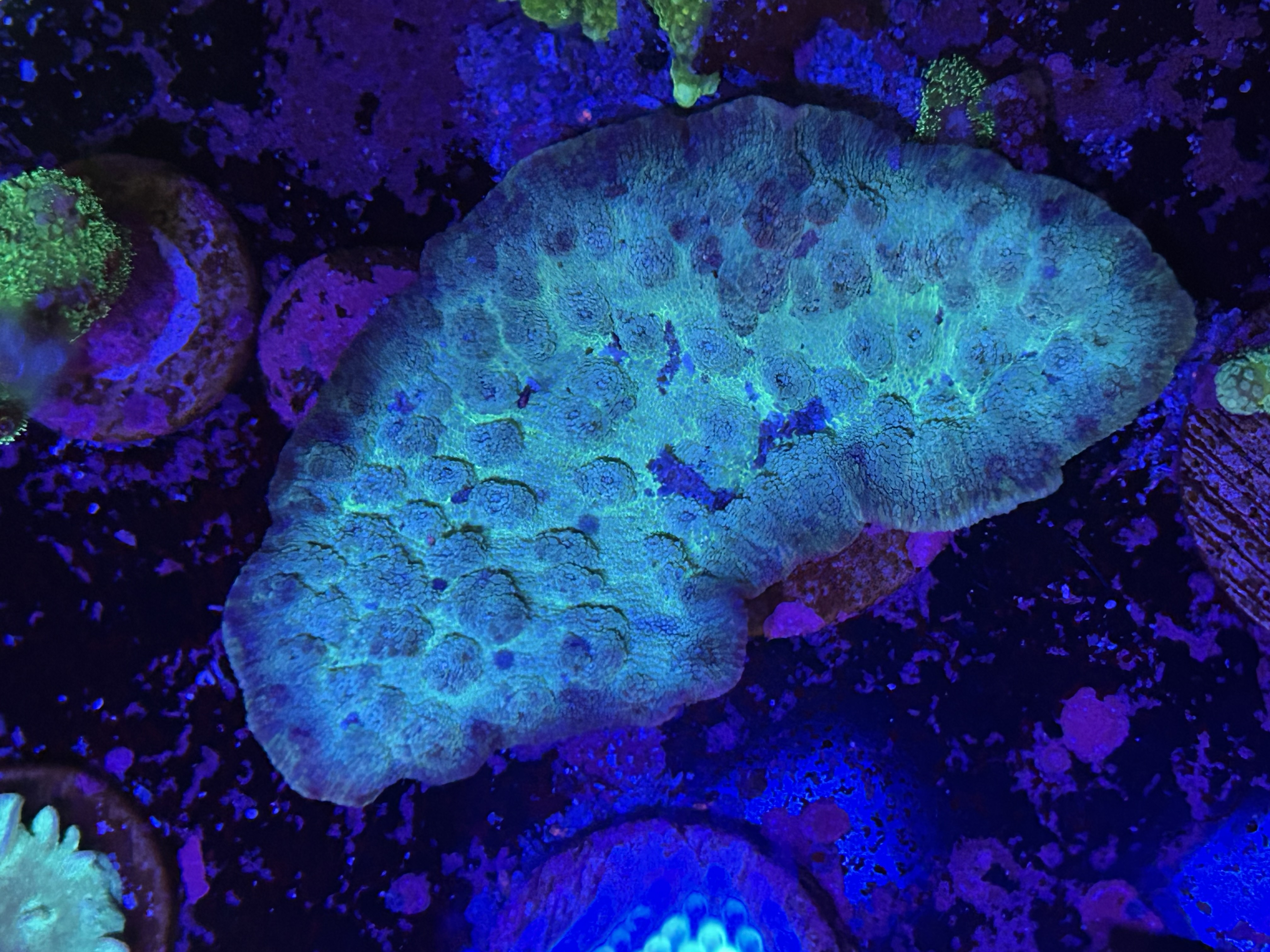 Echinopora Lamellosa aquacultured coral from OuterReef Aquaculture