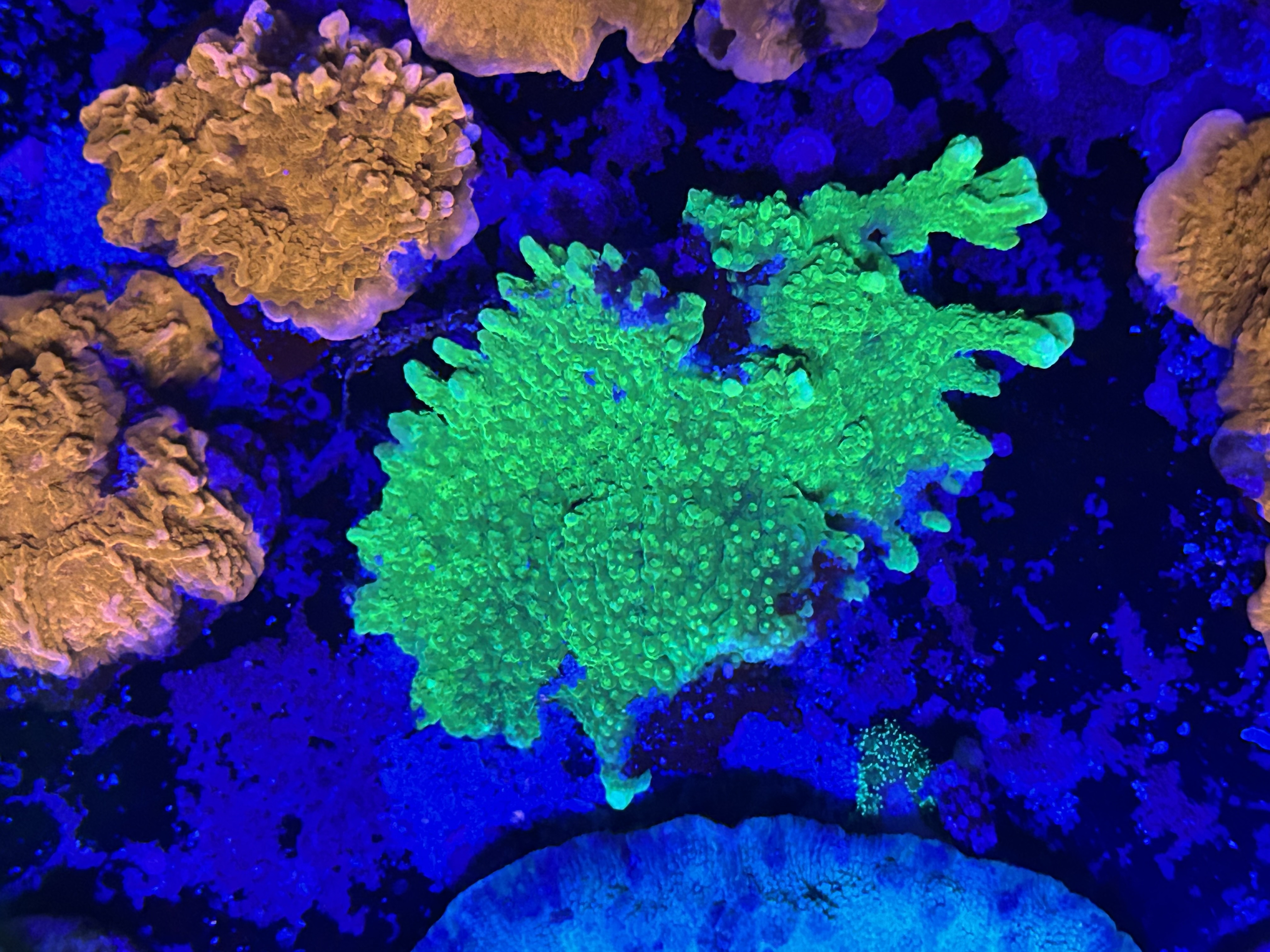 Green Montipora aquacultured coral from OuterReef Aquaculture