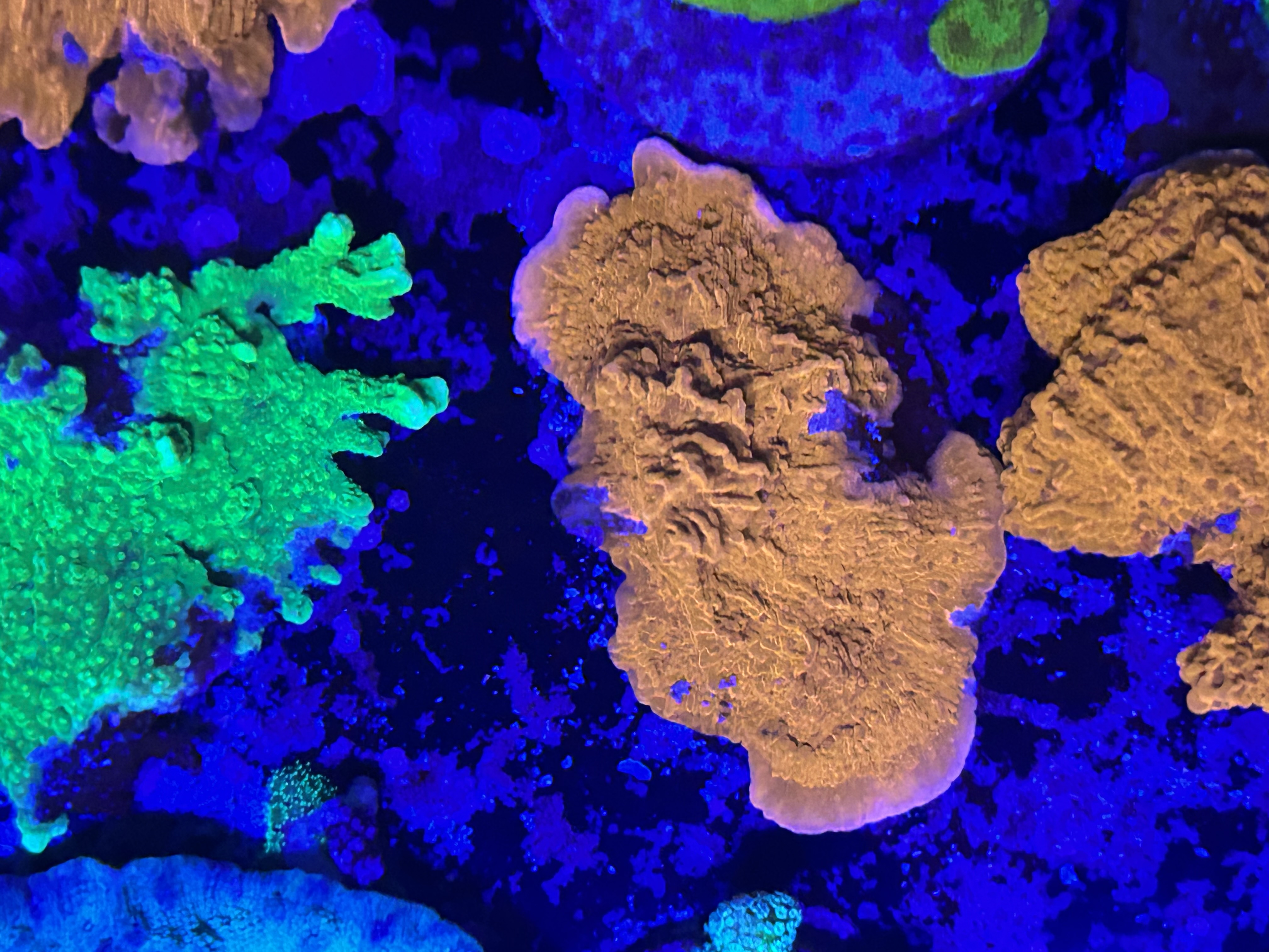 Red Scrolling Montipora aquacultured coral from OuterReef Aquaculture