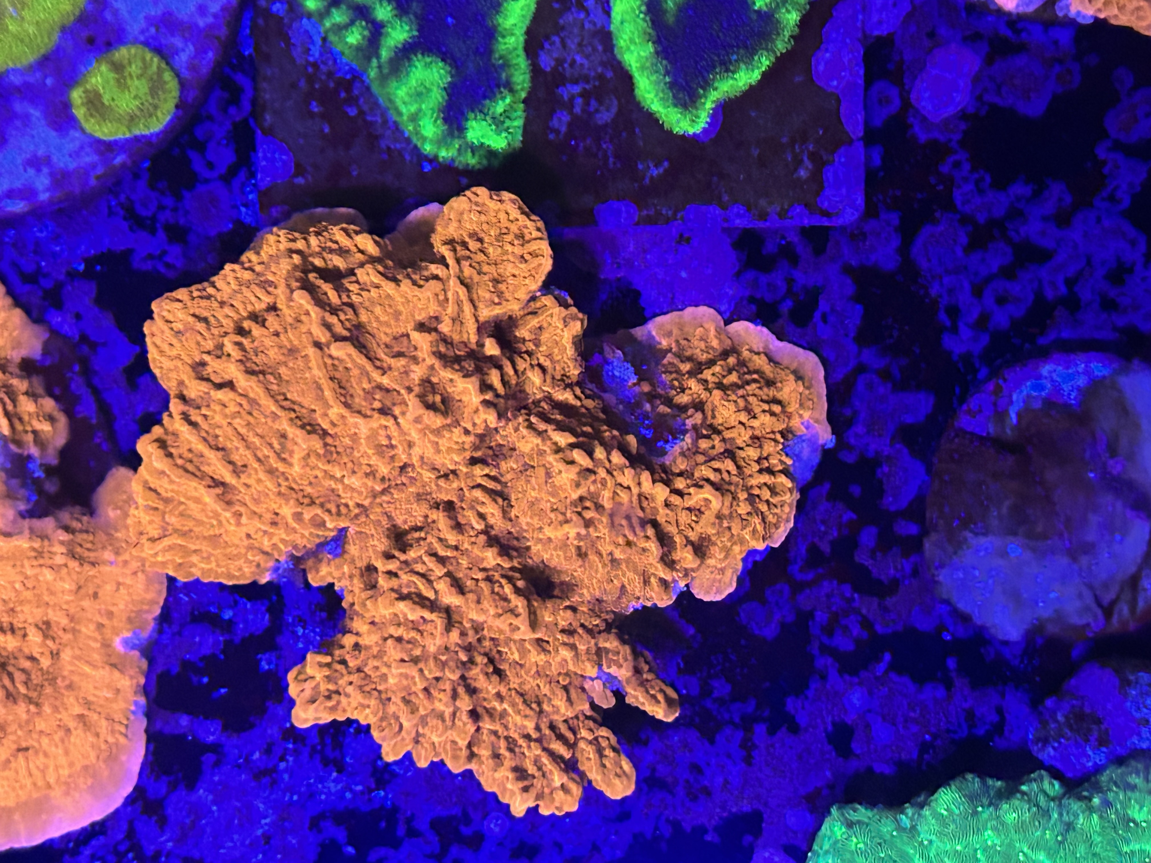 Red Scrolling Montipora aquacultured coral from OuterReef Aquaculture