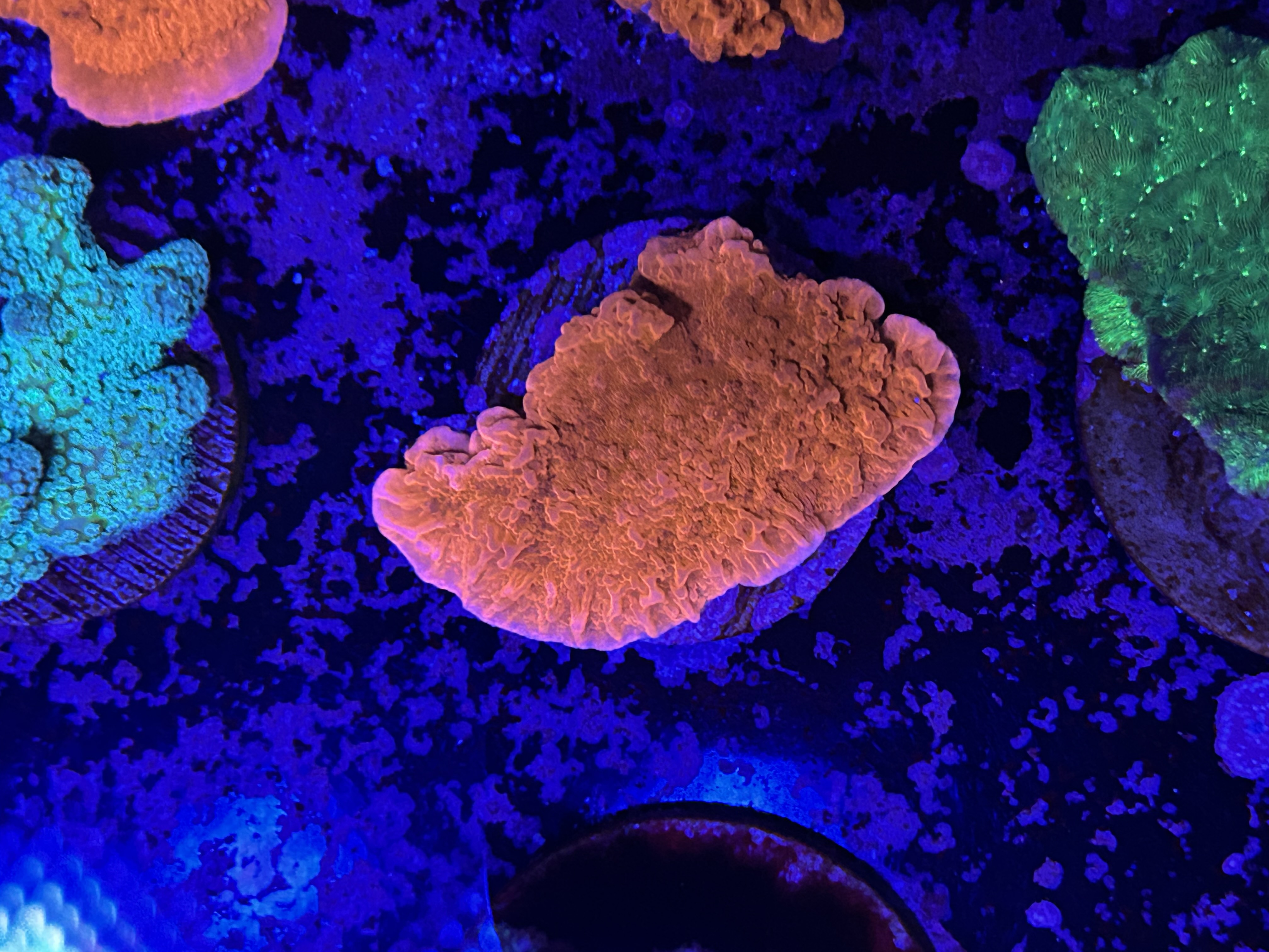 Red Scrolling Montipora aquacultured coral from OuterReef Aquaculture