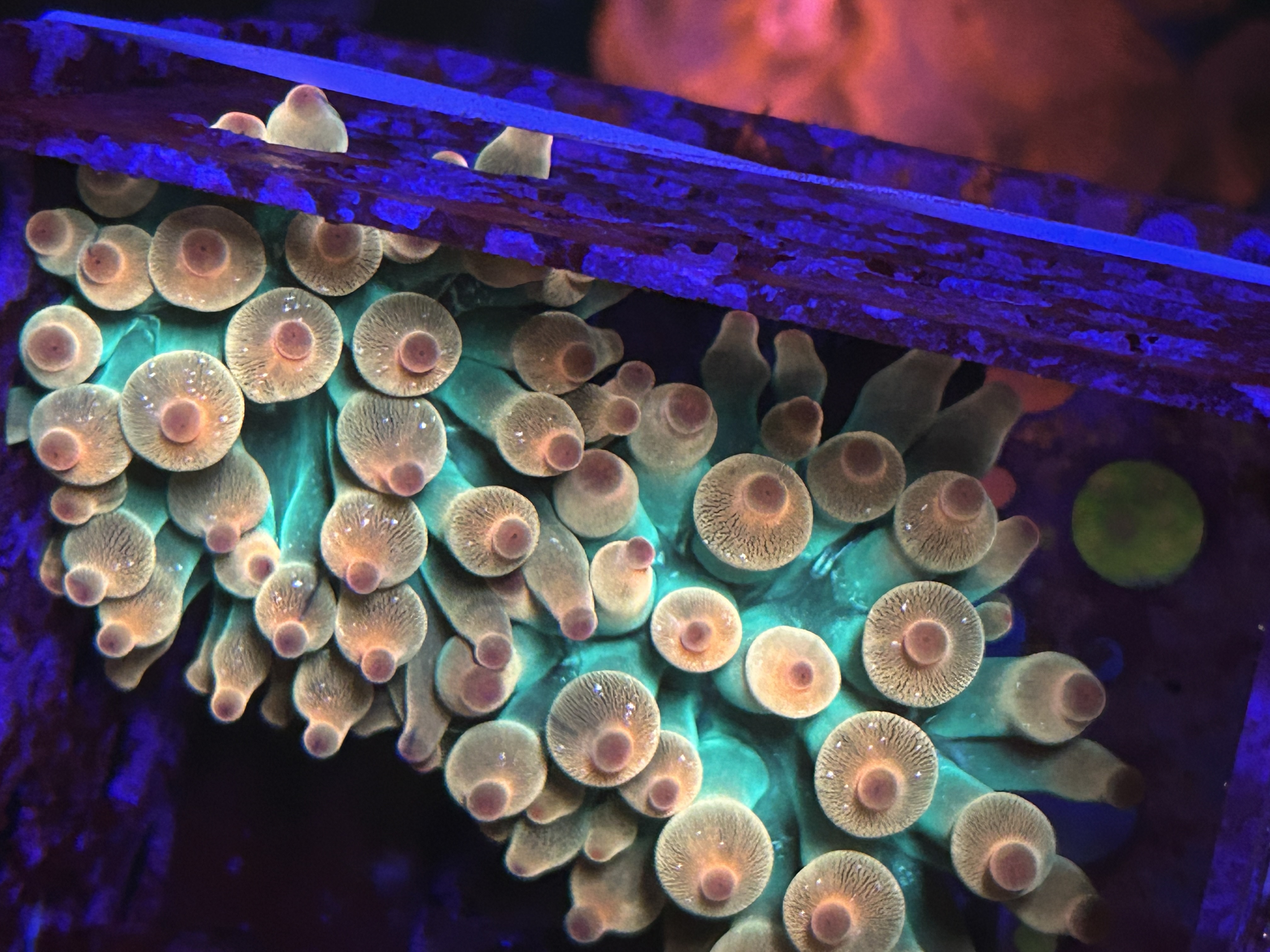 Rainbow Bubble Tip Anemone aquacultured coral from OuterReef Aquaculture