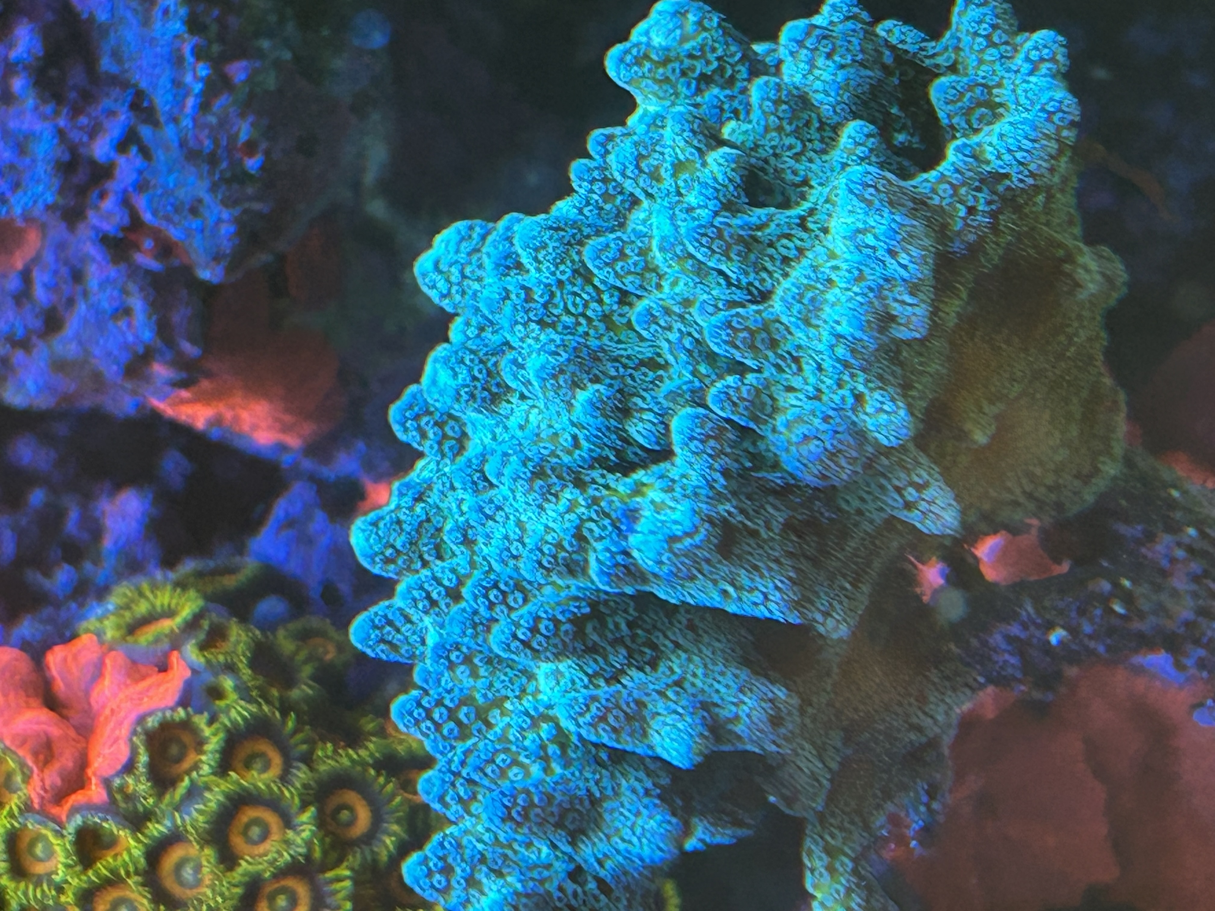 Green Birds Nest Caliendrum aquacultured coral from OuterReef Aquaculture